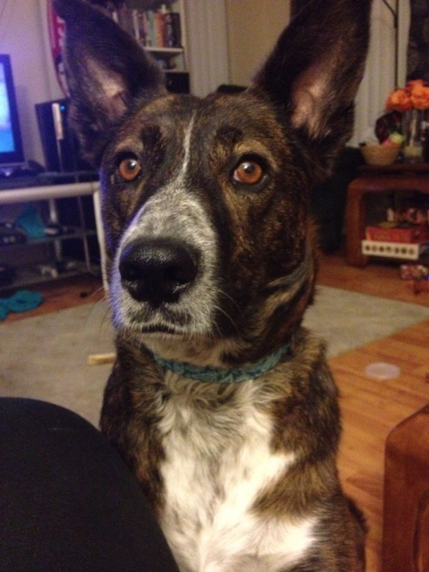 13 Dogs Born With Perfect Mustaches The Dodo