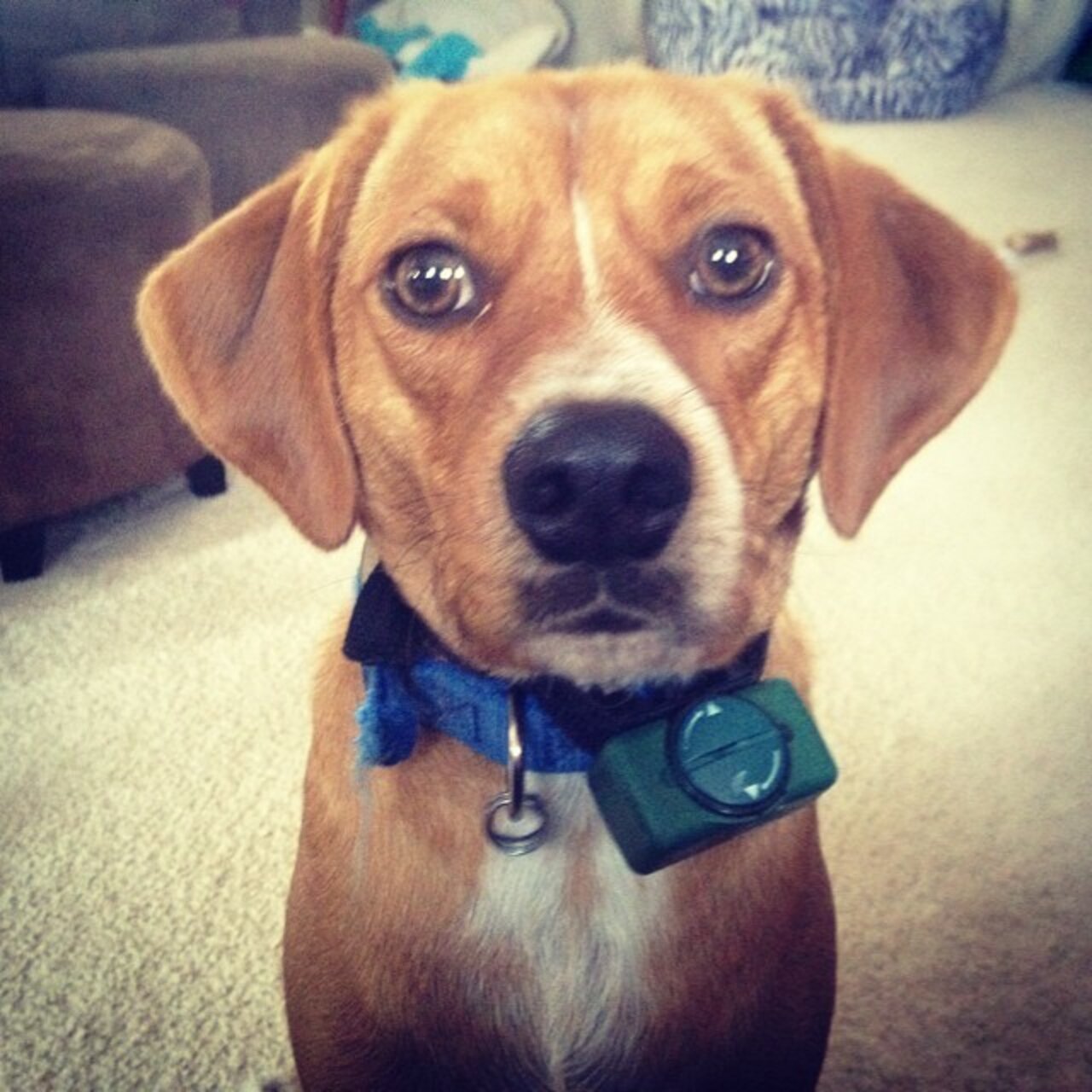 13 Dogs Born With Perfect Mustaches The Dodo