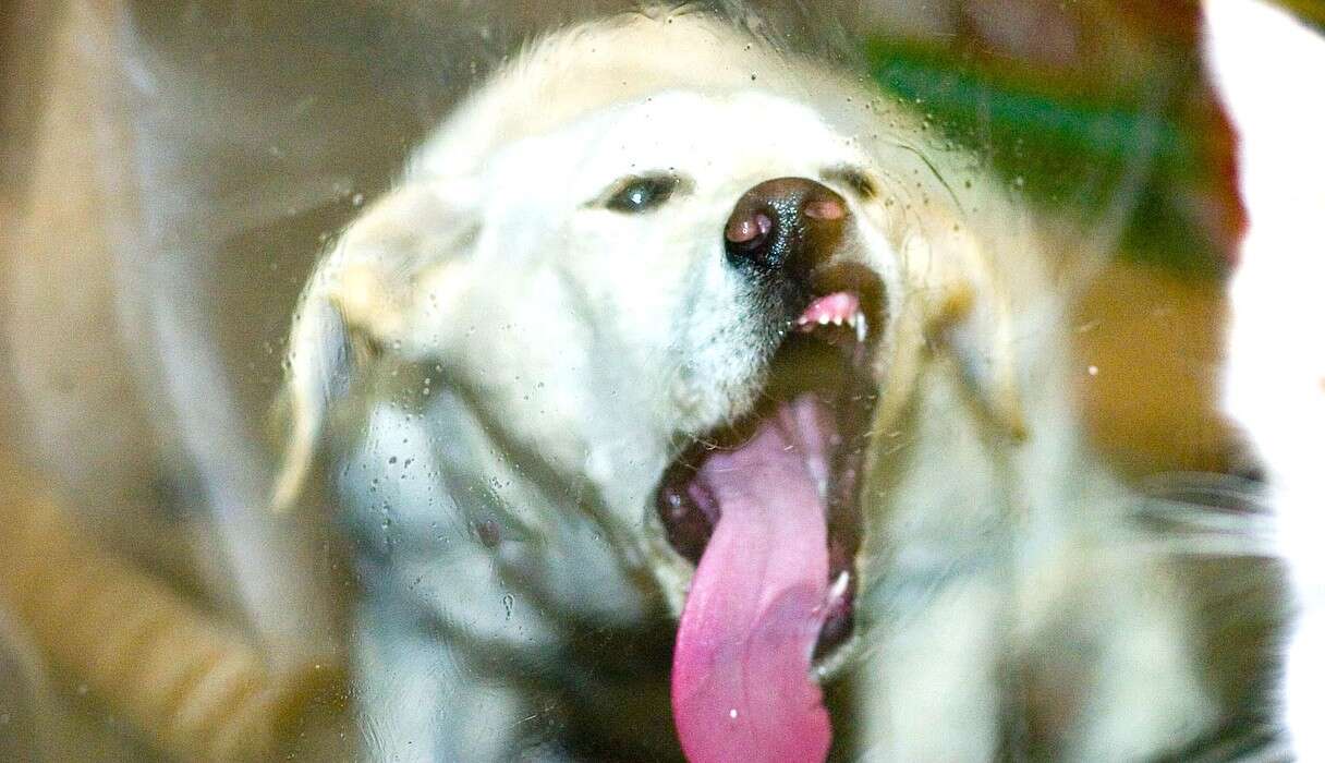 Why Do Dogs Lick Glass? - The Dodo
