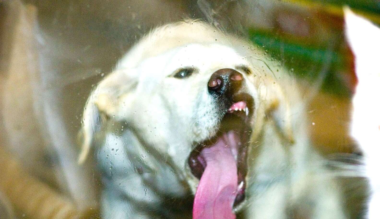 Why Do Dogs Lick Glass? The Dodo