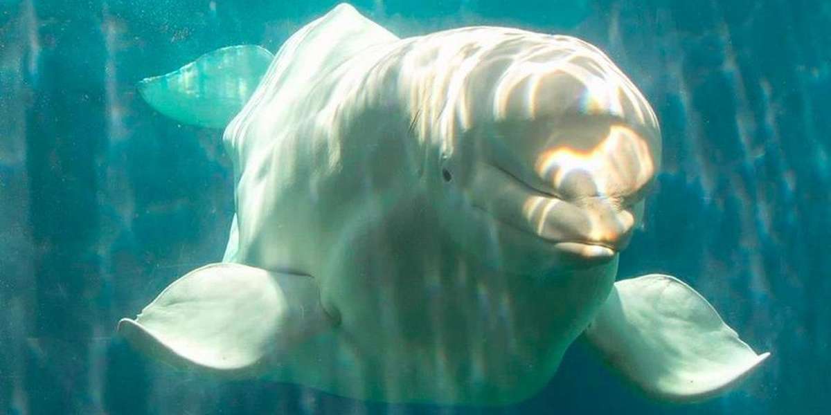 Whale Dies In SeaWorld's Care After Years In Captivity - The Dodo