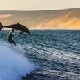 Dolphins And Surfers Caught Riding Waves Together In Australia