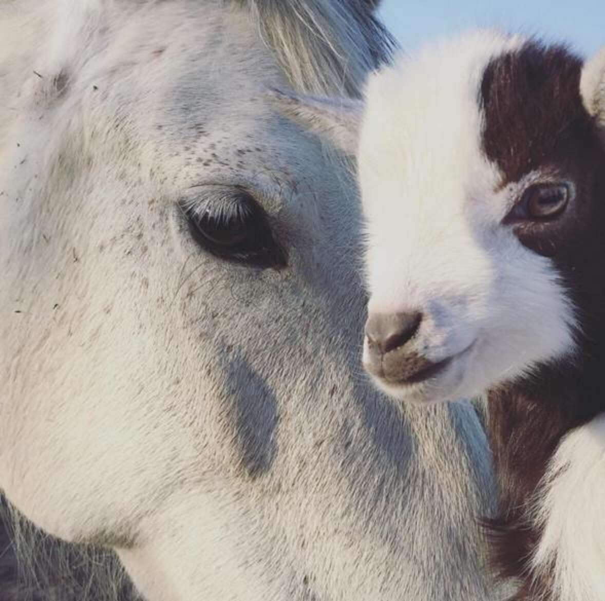 Baby Goat Loves Getting Kisses From His Much Bigger Friends The Dodo