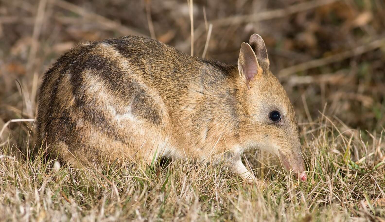 7 Delightfully Fuzzy Marsupials You Didn't Even Know Existed - The Dodo