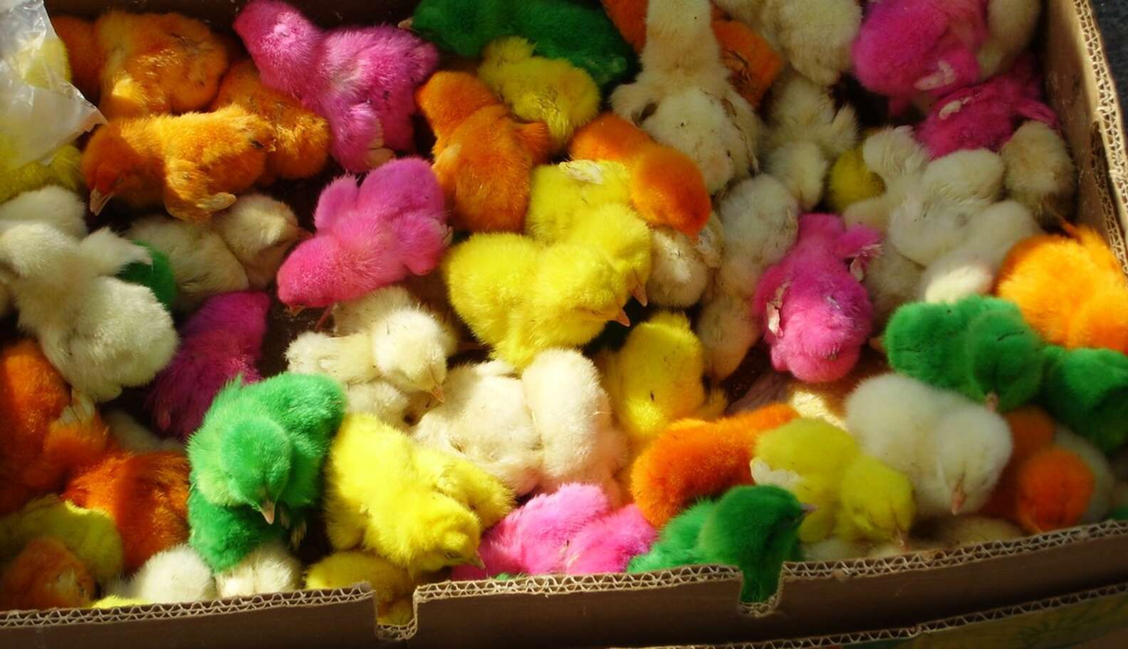 Цветные цыплята Пасха