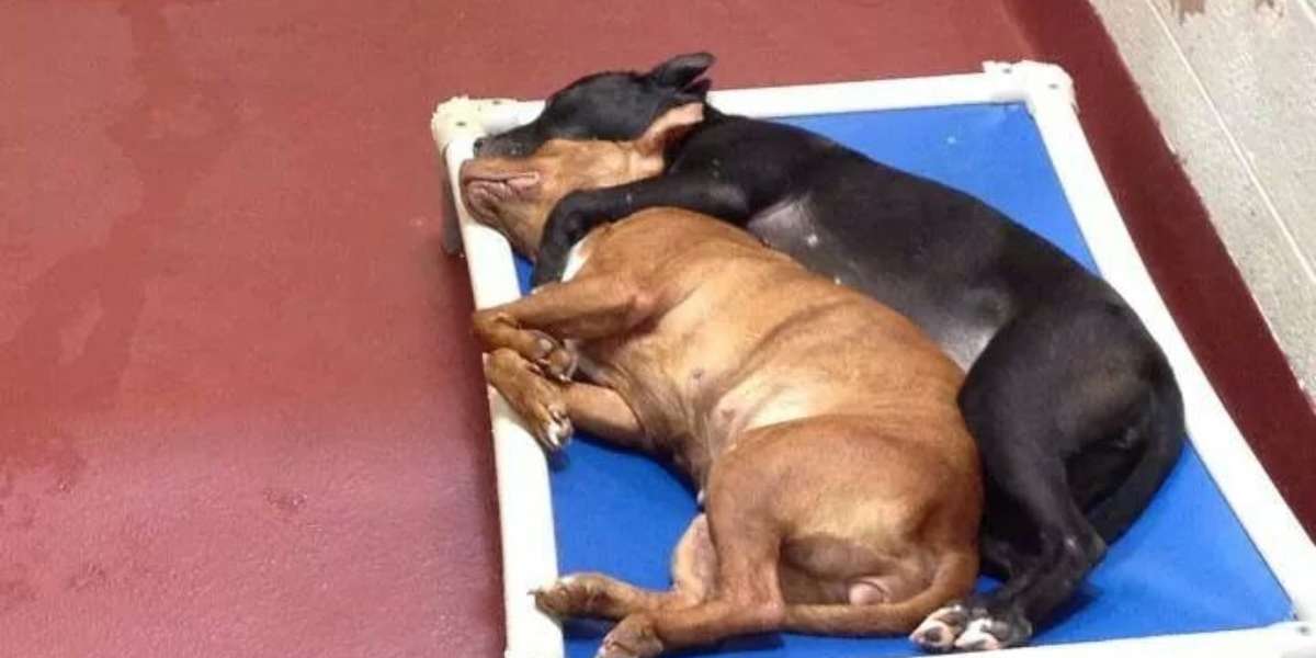 Meet Two Shelter Dogs Who Found Companionship -- Each Other -- Against ...