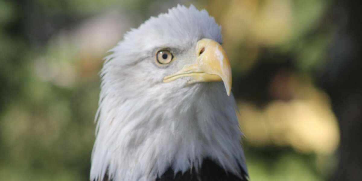 New York Wildlife Can Breathe Easier Thanks To Fracking Ban - The Dodo