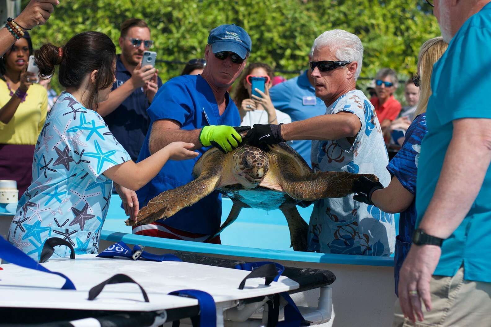 Sea Turtle Saved From Power Plant Is Released Back To Sea - The Dodo