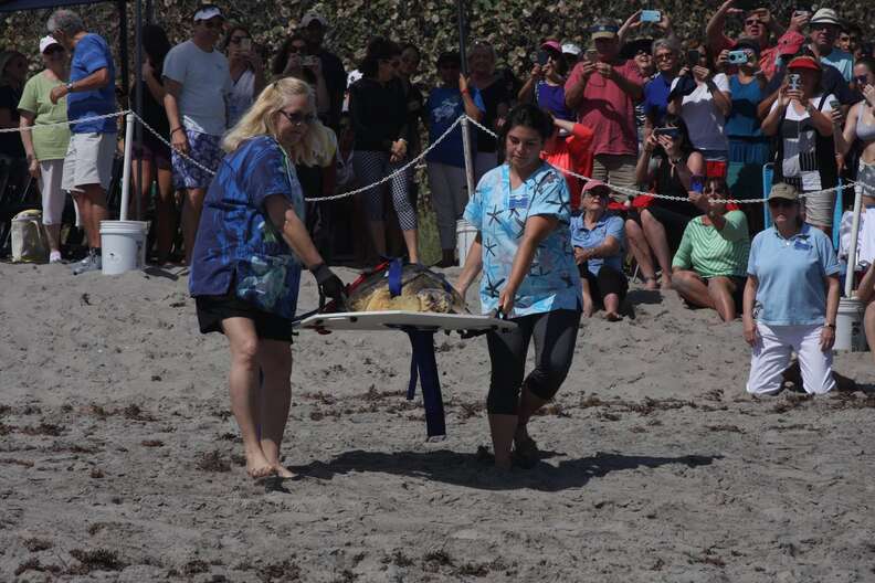 Loggerhead sea turtle release in Juno Beach