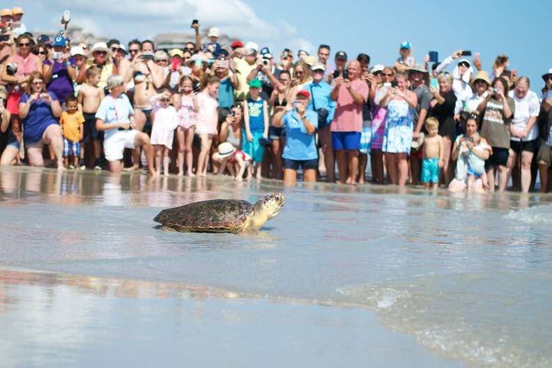 Loggerhead sea turtle release in Juno Beach