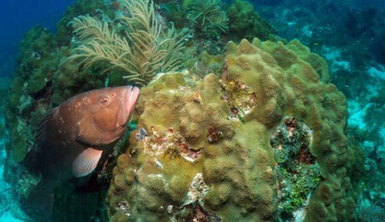 ‘Coral Reefs Are Getting Hammered’ And May Become A Thing Of The Past ...