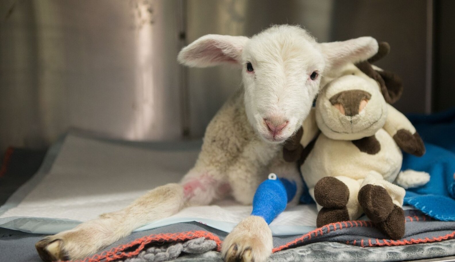 Tiny Lamb Wouldn't Stop Crying — Until Rescuers Realized What Was Wrong The Dodo