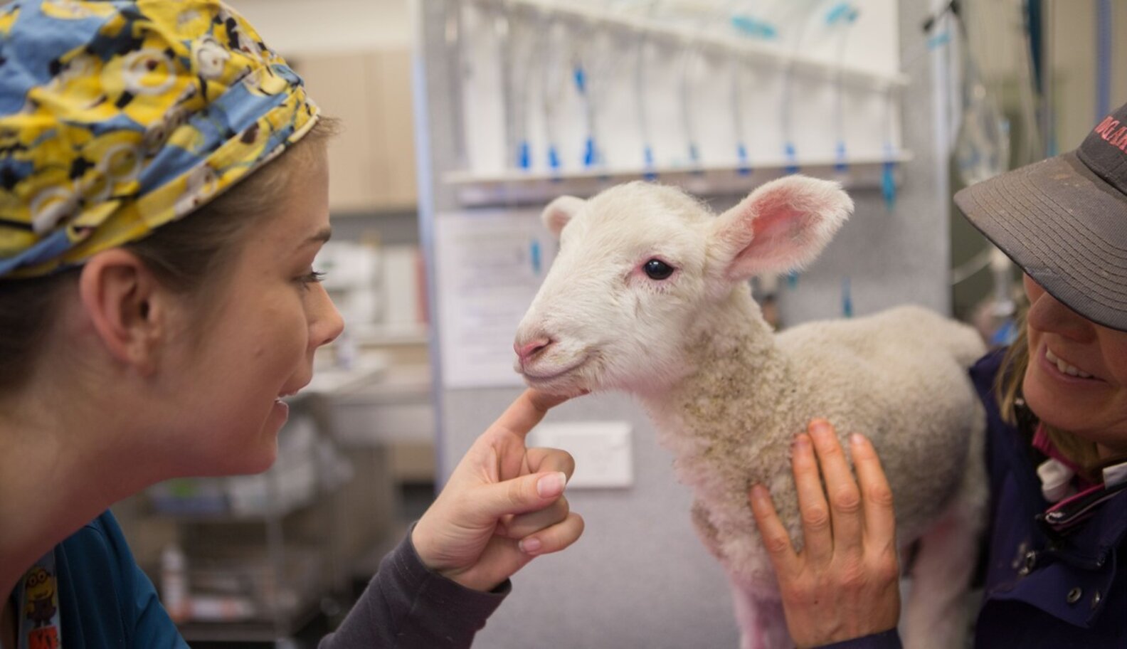 Tiny Lamb Wouldn't Stop Crying — Until Rescuers Realized What Was Wrong
