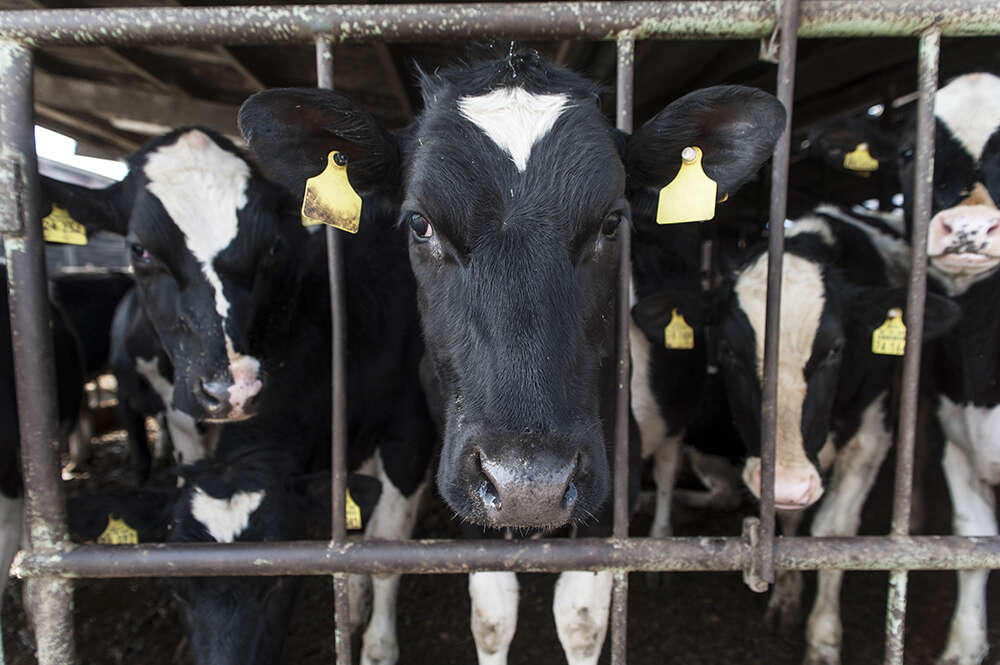 5 Mama Cows Have The Same Mother's Day Wish - The Dodo