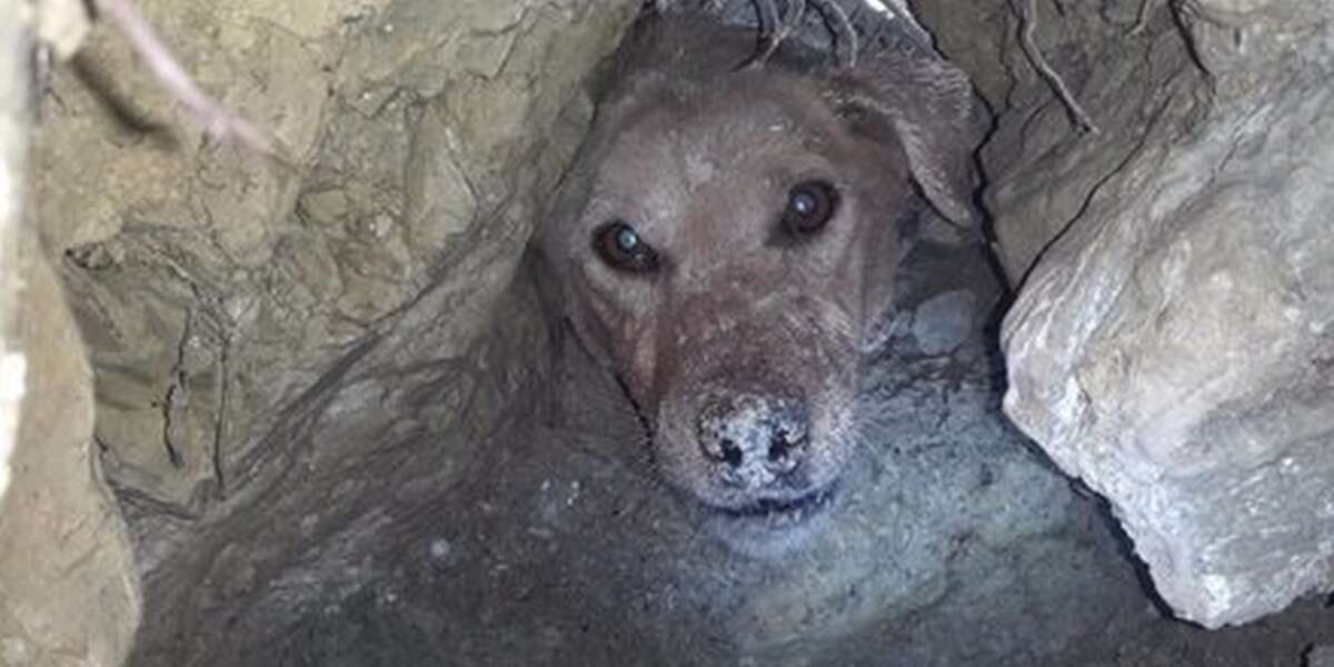 Dog Rescued After Being Trapped For Days In Fox's Den - The Dodo