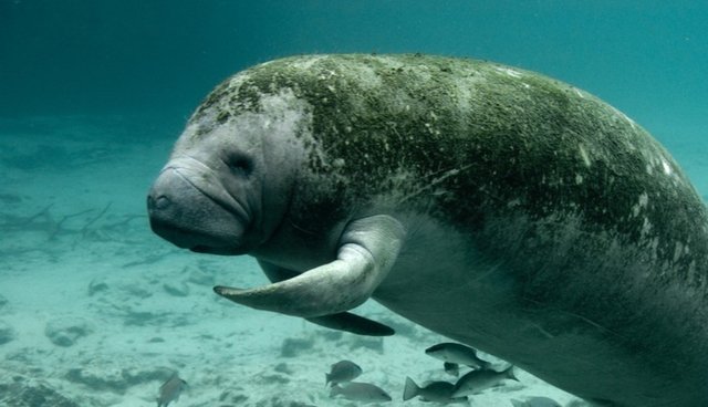 1 In 6 Florida Manatees Died Last Year - The Dodo