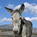 Photo of author donkey