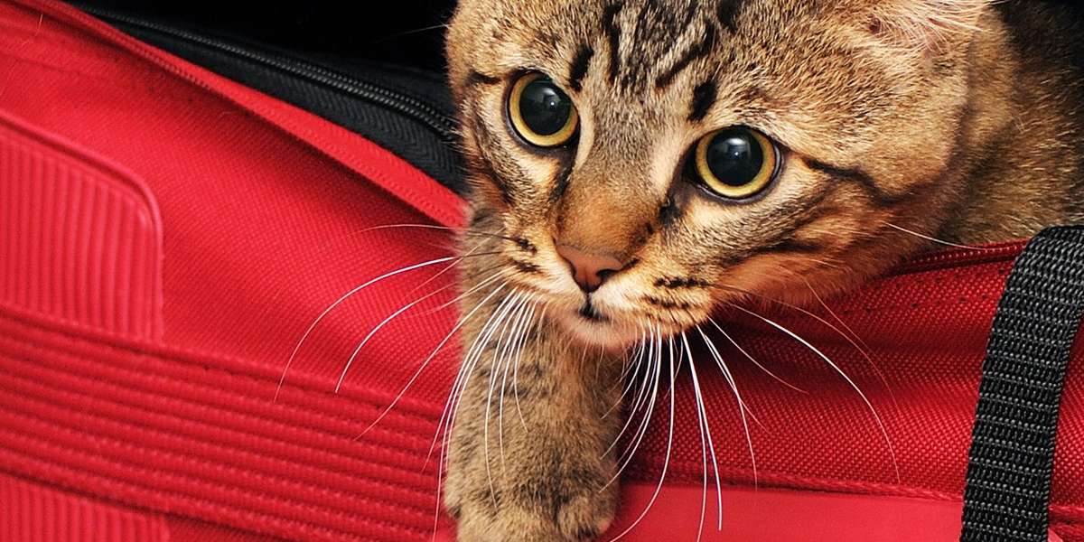 These Major Airlines Let Your Pet Travel With You The Dodo