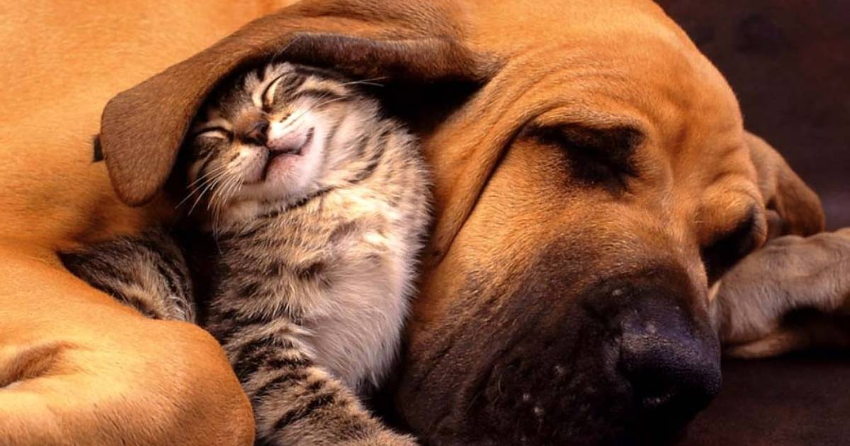 Do Dogs and Cats Really Hate Each Other?