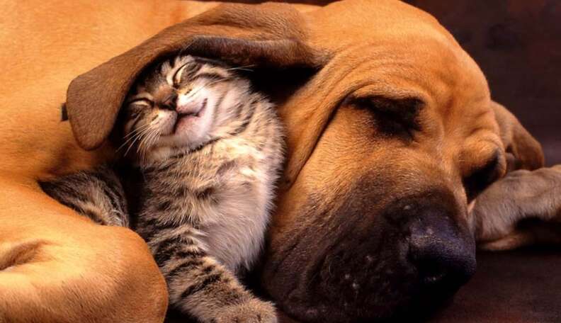 Dog breeds hot sale that hate cats