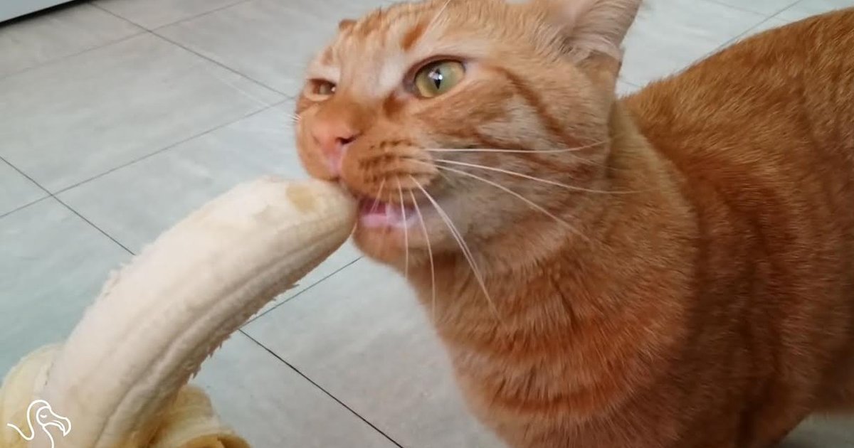 WATCH: Cats vs. Bananas - The Dodo