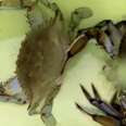 Weirdly Fascinating Footage Shows Crab Shedding His Old Shell