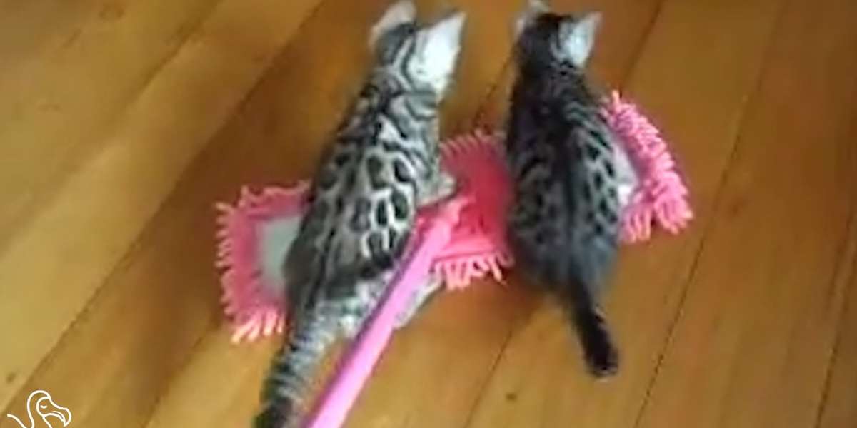 WATCH Cats Riding Mops The Dodo