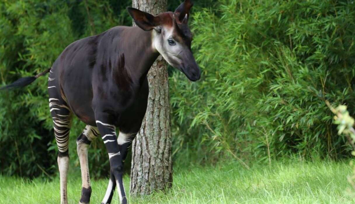 This Animal Speaks A Secret Language Only His Friends Can Hear - The Dodo