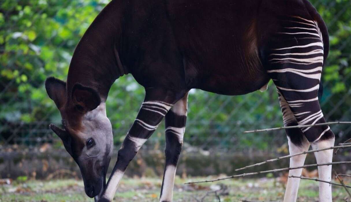 This Animal Speaks A Secret Language Only His Friends Can Hear - The Dodo