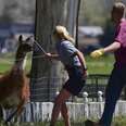 Llama Running In Circles Manages To Evade Authorities For Hours