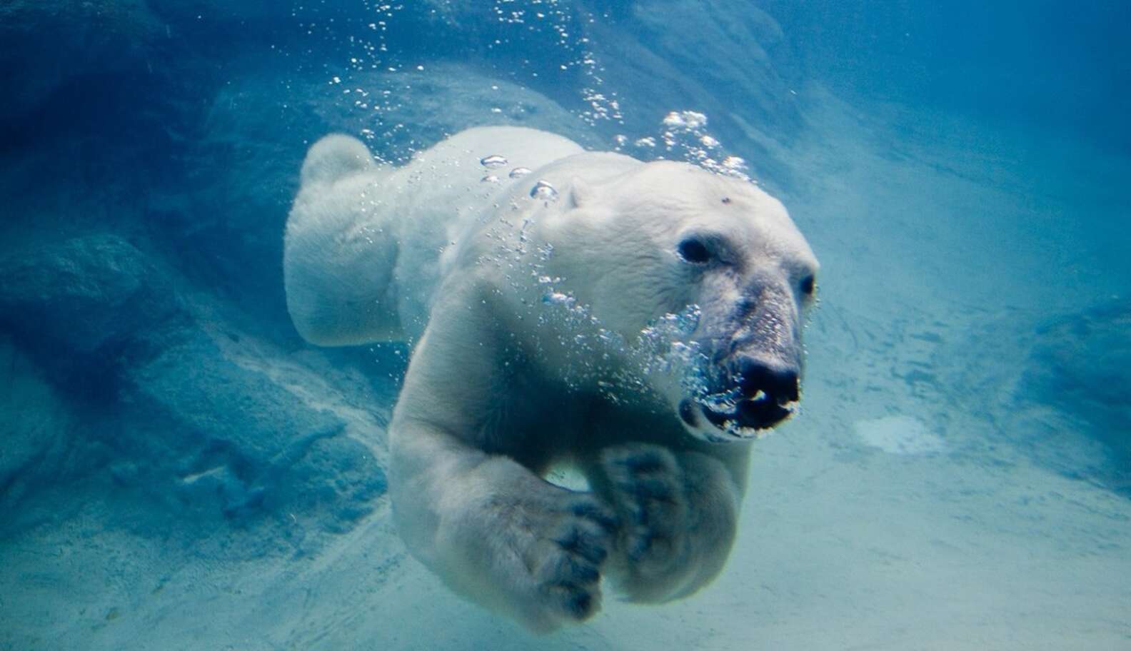 Global Leaders Target Polar Bear Hunting -- Which Is STILL Legal In ...