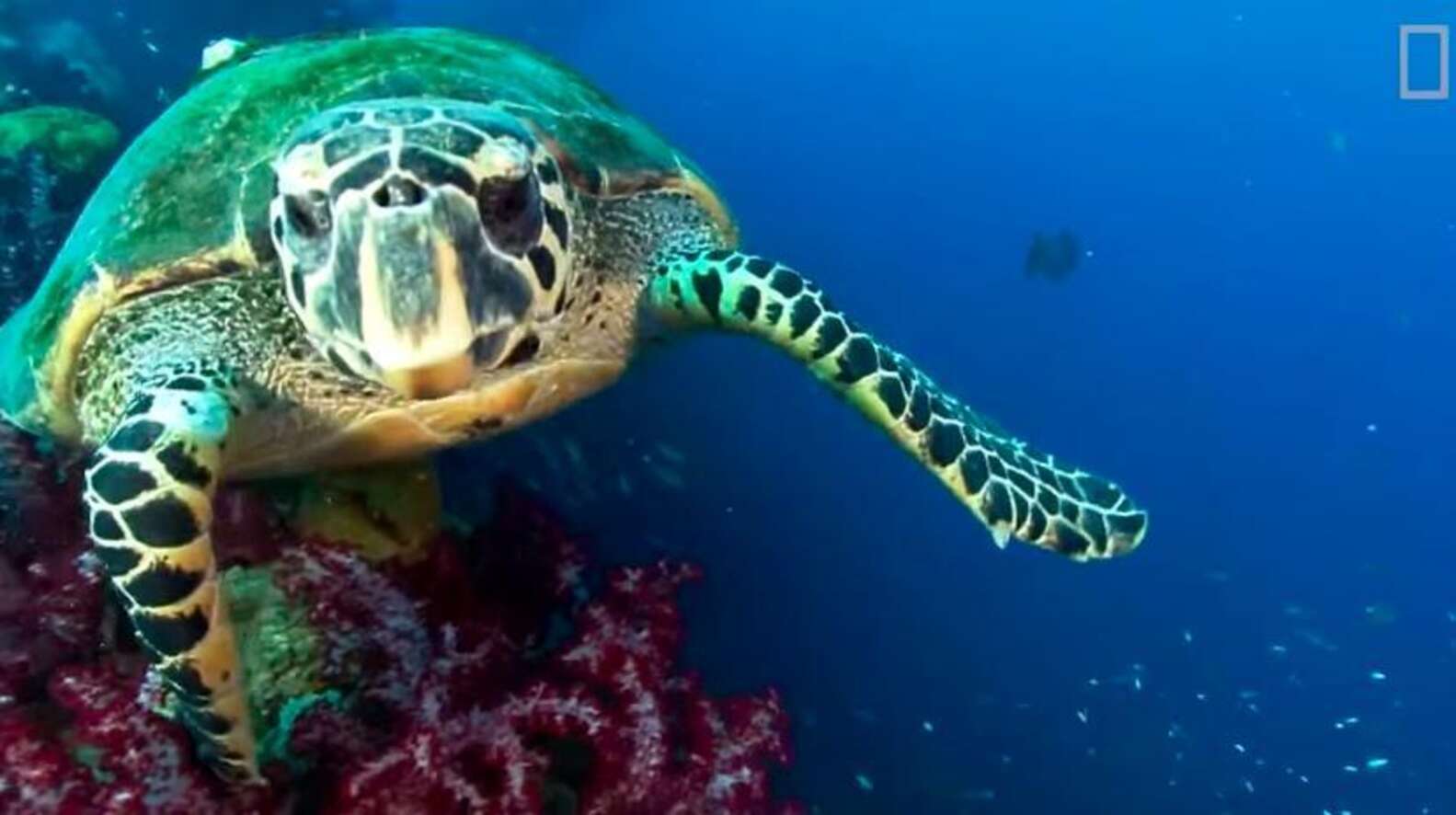 Scientists Are Adorably Excited To Discover Glowing Turtle The Dodo