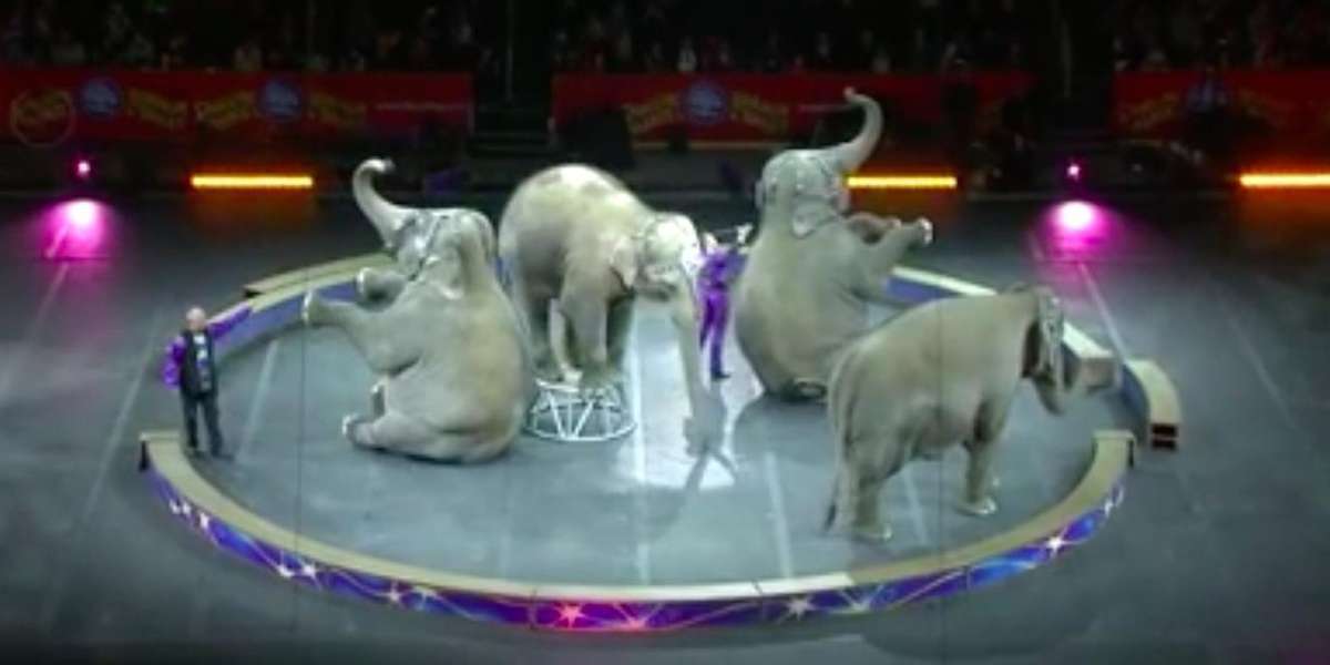 Ringling Elephants Perform Their Last-Ever Circus Show - The Dodo