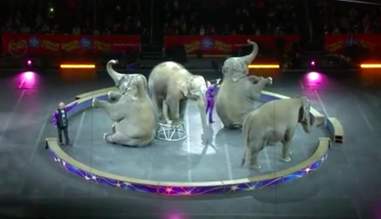 This Exhausted Circus Elephant Is Still Being Forced To Perform The Dodo