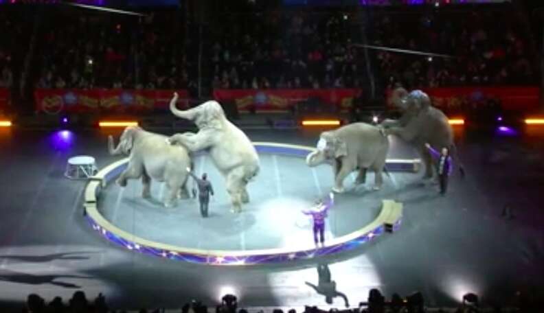 Ringling Elephants Perform Their Last Ever Circus Show The Dodo