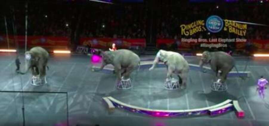 Ringling Elephants Perform Their Last Ever Circus Show The Dodo