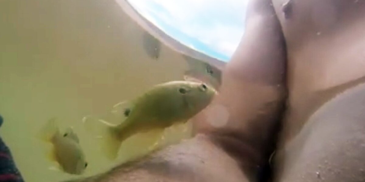Man Can't Help But Laugh After Brave Little Fish Attacks His Nipple - The  Dodo