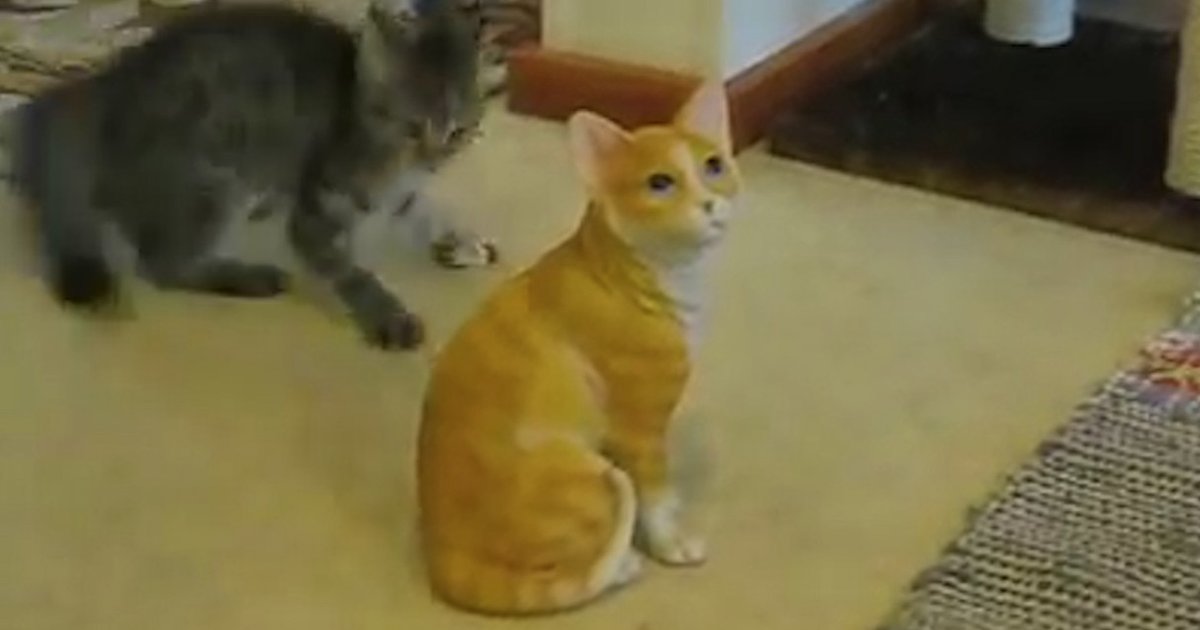 Cat Attacks The Dodo