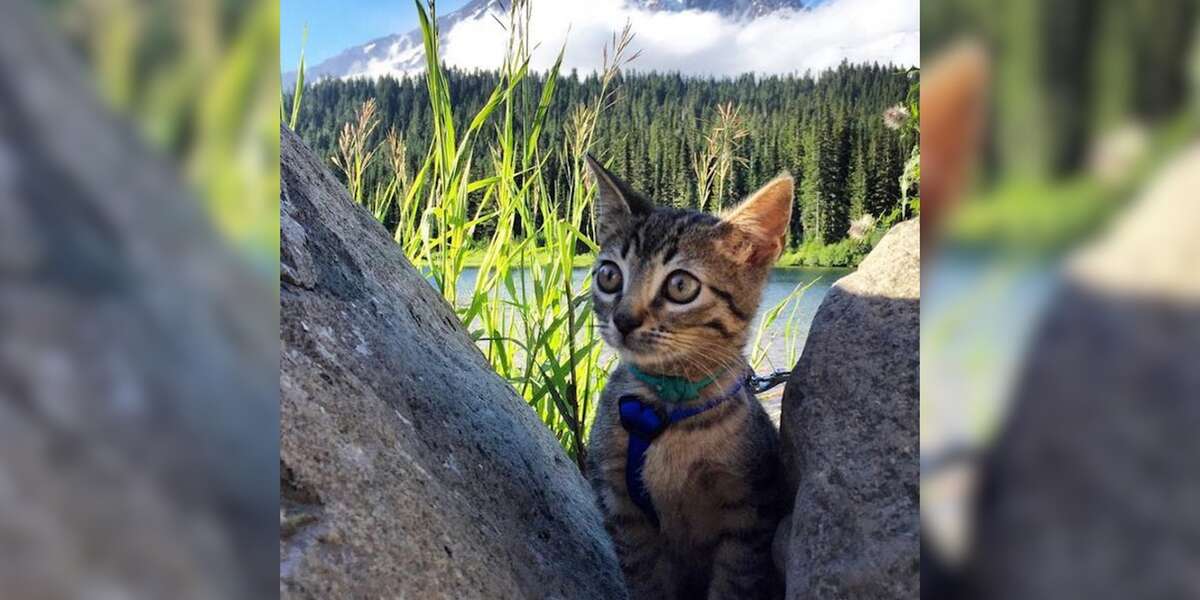 Rescue Kitten Goes Hiking, Exploring And Boating The Dodo