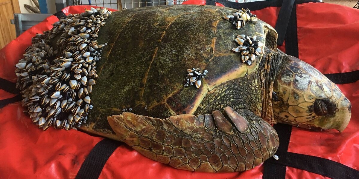 Fishermen Find Sick Sea Turtle Who Really Needs Their Help - The Dodo