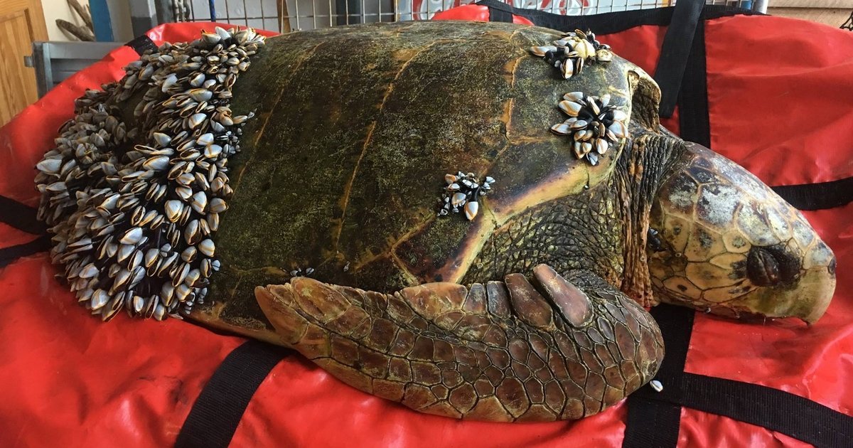 Fishermen Find Sick Sea Turtle Who Really Needs Their Help - The Dodo