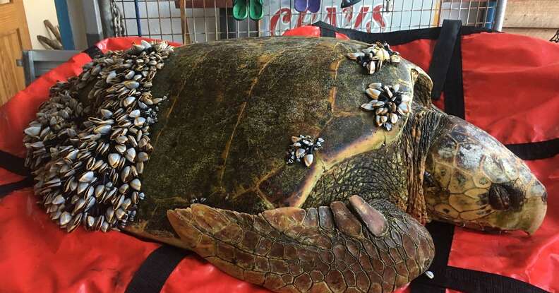 Barnacle Infested Barnacles On Turtles