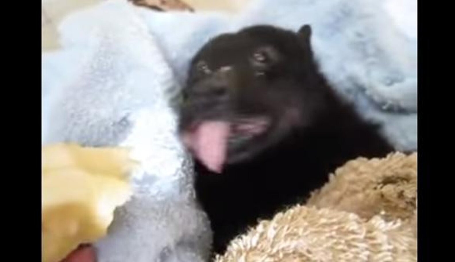 No One Has Ever Enjoyed Eating A Banana As Much As This Rescued Bat