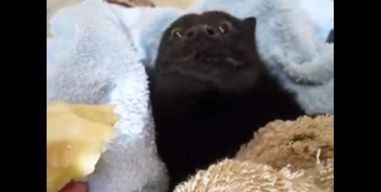 No One Has Ever Enjoyed Eating A Banana As Much As This Rescued Bat