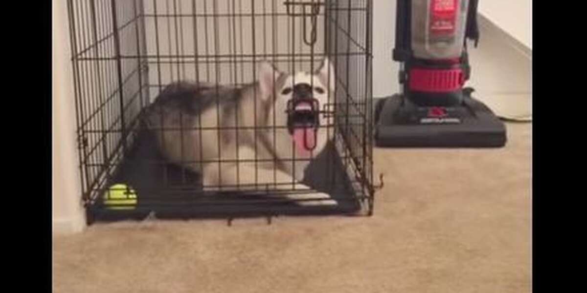 dog destroying pillows