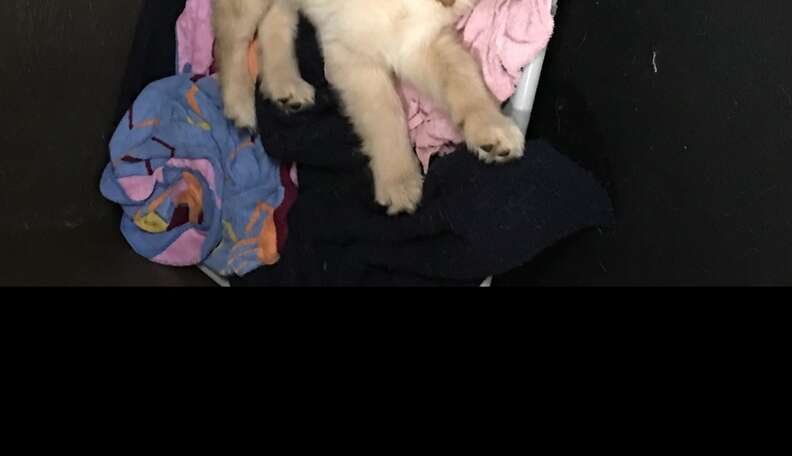 Dog 2024 tired daycare