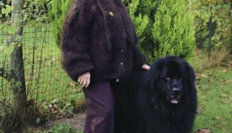 Coat made of cheap dog fur