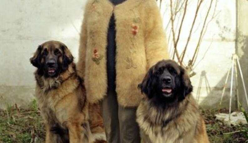 Coat made of dog hot sale fur