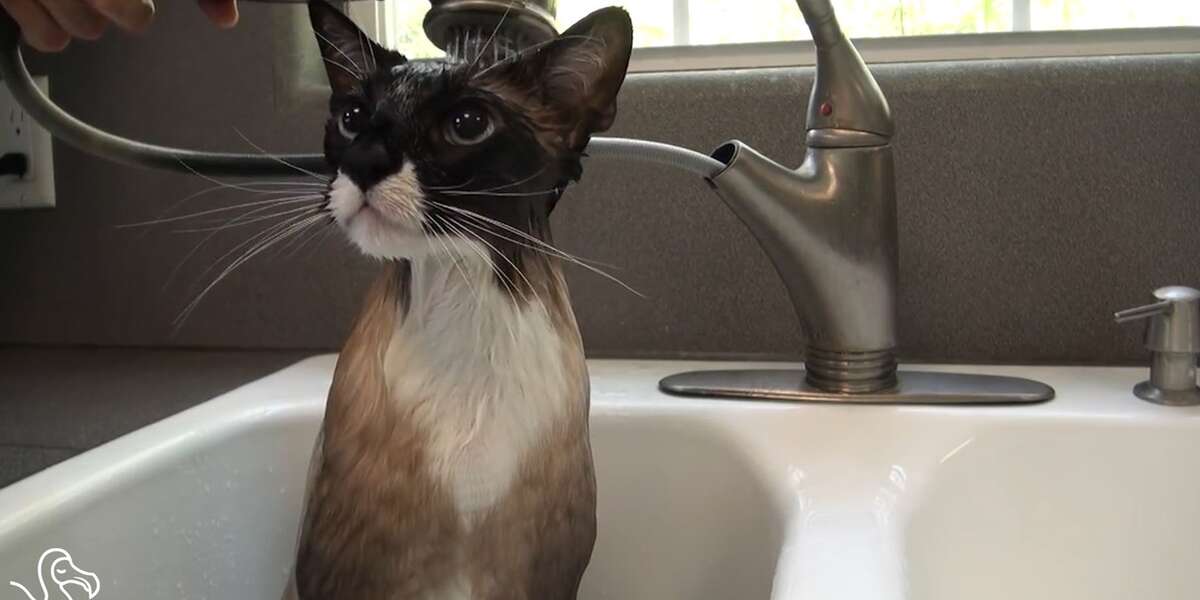 WATCH Cats Taking Showers The Dodo