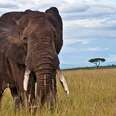 A Long-awaited Victory for Circus Elephants